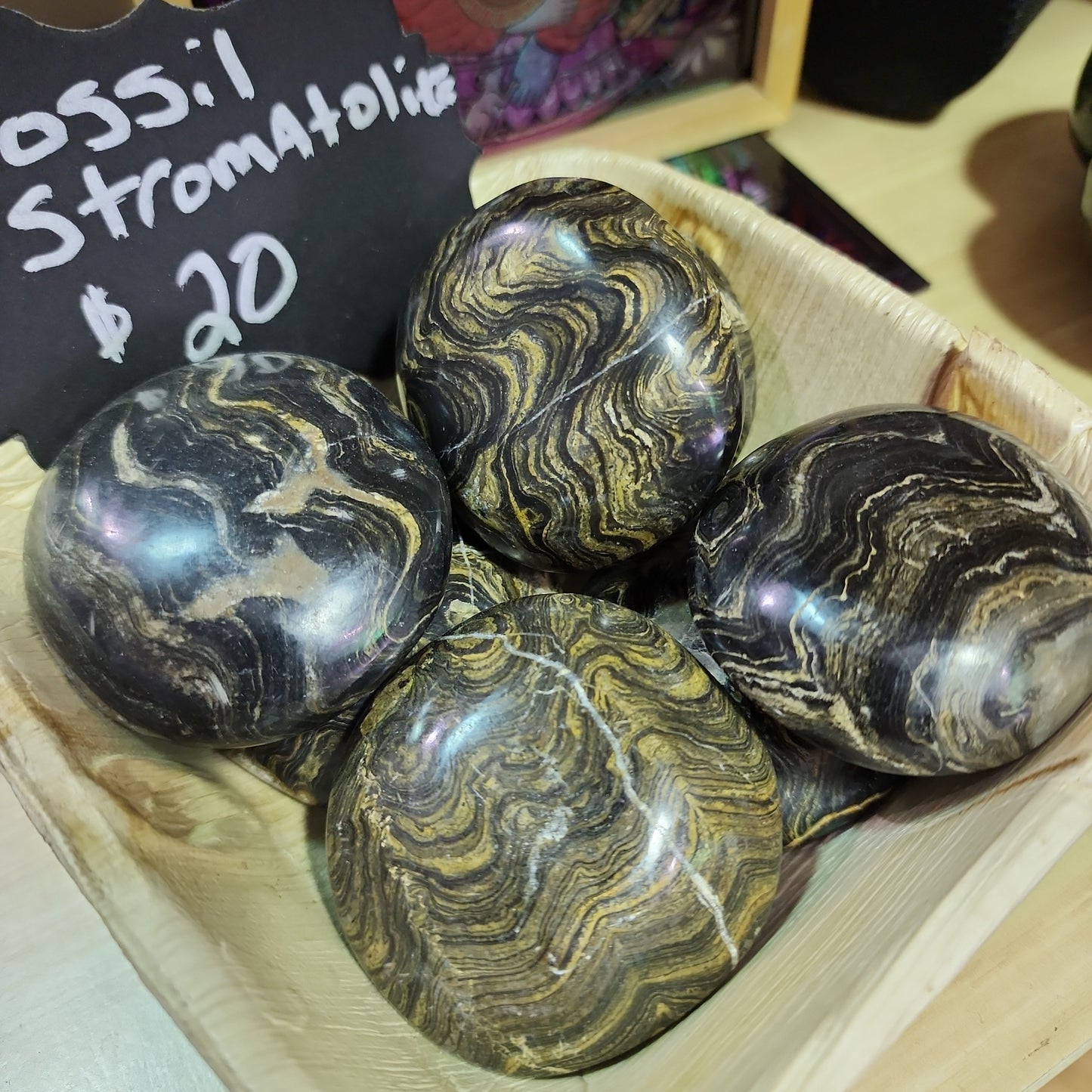 STROMATOLITE FOSSIL - PALM