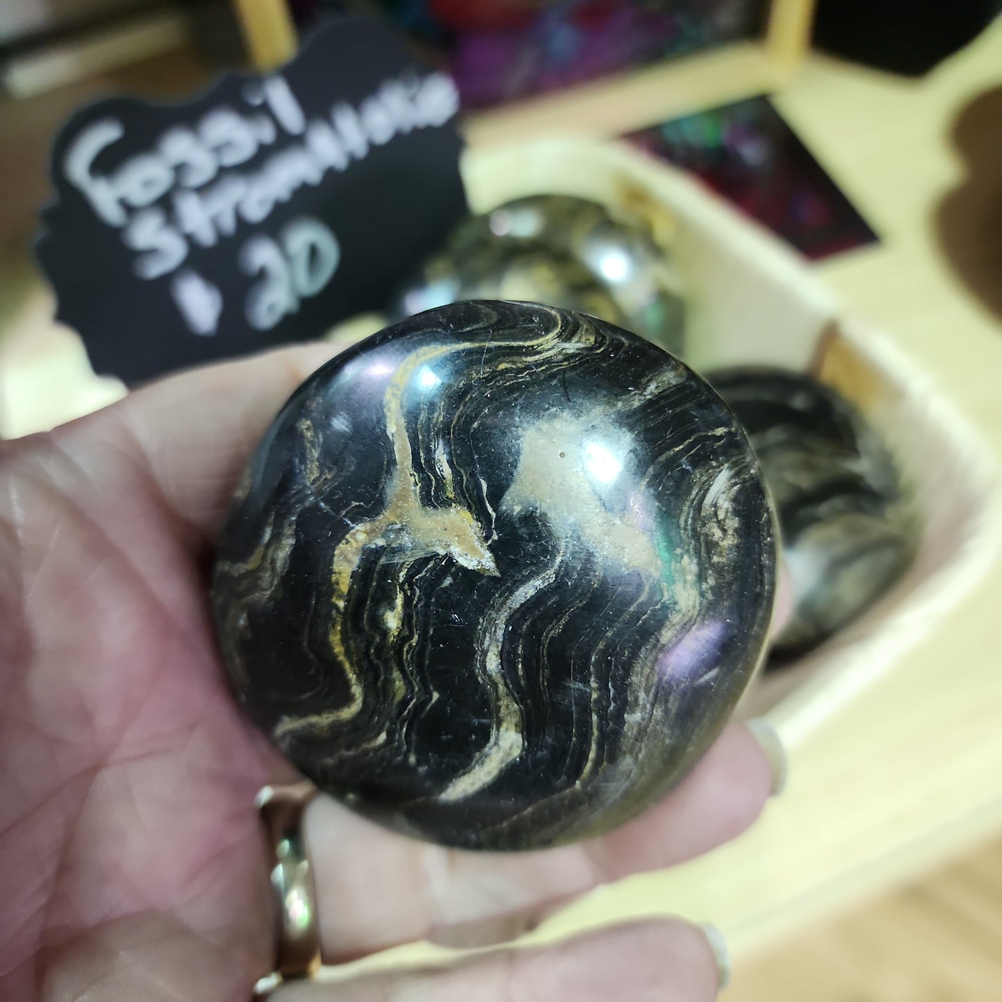 STROMATOLITE FOSSIL - PALM