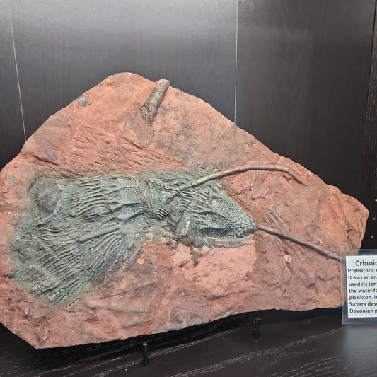 Crinoid "Scyogicrinus Eleganus"