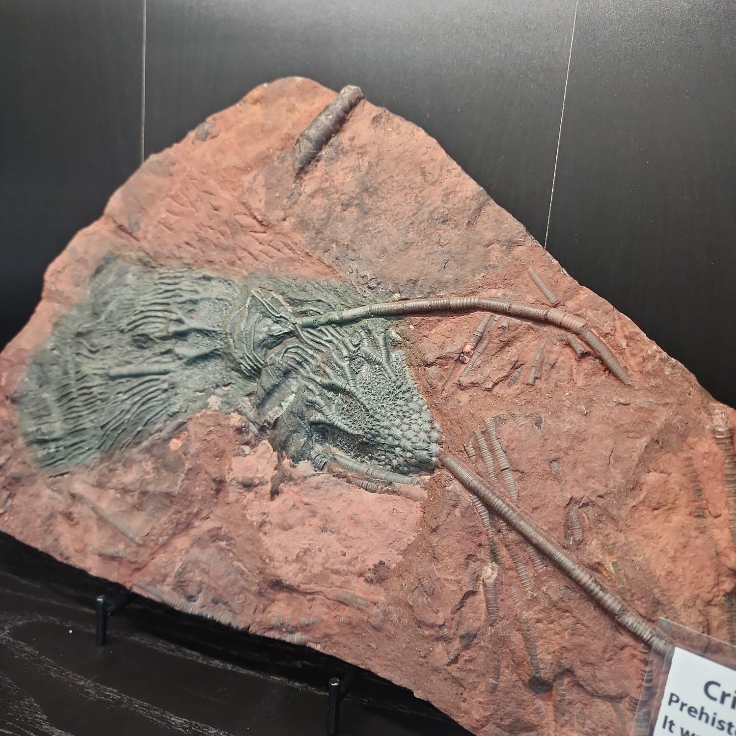 Crinoid "Scyogicrinus Eleganus"