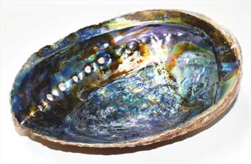 5"- 6" Abalone Shell Incense Burner (a Quality)