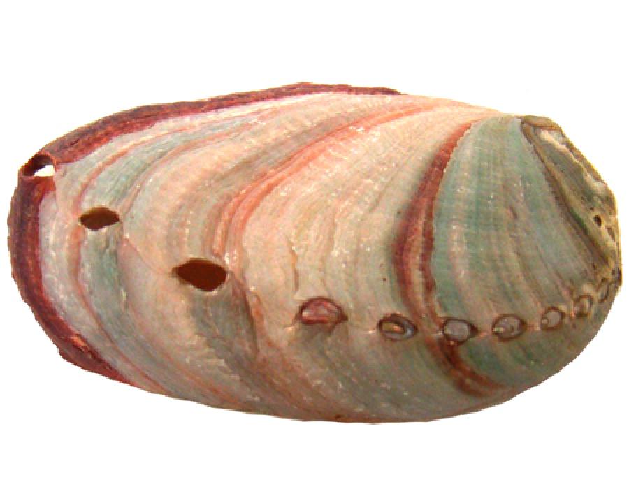 Red Abalone' Shell 2-3"L
