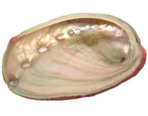 Red Abalone' Shell 2-3"L
